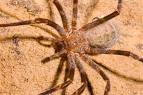 list of arachnid photographs on ryan photographic<\title> <meta ...