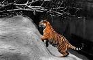 tiger jump