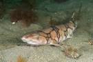Chain Catshark Pictures - Images of Chain Dogfish Scyliorhinus retifer