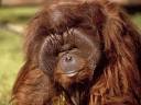 Know Our Stars: Orangutans | Busch Gardens Tampa