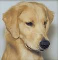 James Dean - Jovi's Goldens - Golden Retriever breeder - Desert Hills, ... - A_JD_hs