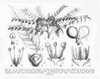 Simaroubaceae <b>Picrasma</b> excelsa