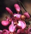 Growing <b>Securidaca</b>