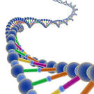 <b>Genes</b> are heritable units,