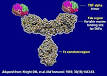 Infliximab - Wikipedia, the free encyclopedia