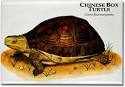 DotA 2 International Day 3: When The Chinese Turtle is Not Efficacious