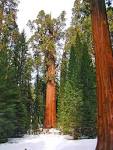 Sequoia National Park