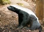 honey badger | RZSS Blog