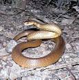 Toddler 'bitten by brown snake' - National - smh.