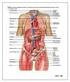 Human Anatomy And Physiology. Information, pictures & links of ...