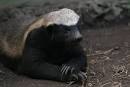 FLC Law & Society Political Blog: The Honey Badger, Awesometopia's ...