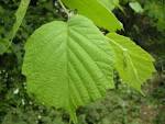 <b>Corylus</b> avellana Leaf