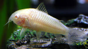 Corydoras albinos