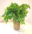 Coriander - Wikipedia, the free encyclopedia