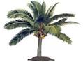 Coconut Palm Tree Pictures, Facts on Coconut Palm Trees