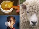 10 Weird and Gross Ingredients in Processed Food | Web Ecoist