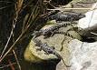 http://upload.wikimedia.org/wikipedia/commons/thumb/a/a3/Alligator_mississippiensis_babies.jpg/220px-Alligator_mississippiensis_babies.jpg