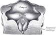 Copula linguae - Wikipedia, the free encyclopedia