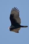 File:Cathartes aura -Estero Bay, California, USA -flying-8.jpg ...