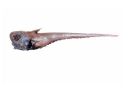 Image result for 鯨尾鱈
