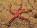 Brittle Star Index