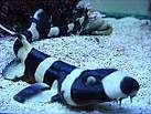 Kiliws Blog: Banded cat shark
