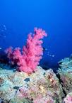 Coral - Wikipedia, the free encyclopedia