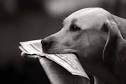 Dog or Puppy Obedience Training Tips - Crate, Potty, Leash ...