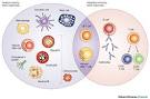 BIO 301 - Blood and Body Defenses II