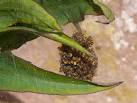 Baby spiders 1 - via Daymix