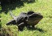 220px-Water_Dragon2.jpg