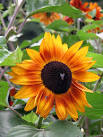 from the Americas; - via Daymix