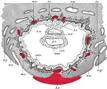 Ectoderm - Wikipedia, the free encyclopedia