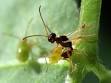 Endoparasitoid - Definition of Endoparasitoid in the Entomologists ...