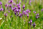 File:<b>Linaria</b> canadensis.jpg
