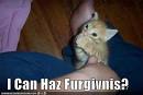 Why it is essential to apologize to cats Way of Cats blog