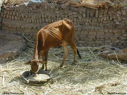 images?q=tbn:ANd9GcQfyKVXWJOTu3reYtnHAGbz8LtwnLl2UZTjqgDxeiU0vI9_5wyZ