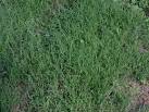 Frostglen Alpacas: Pasture Grasses