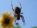Common Symptoms of a House Spider Bite | eHow.