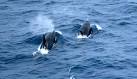 Antarctic Day 4  Late Breaking News     Killer Whales Roz Savage
