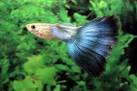 The Guppy Fish – Guide On Breeding, Diet, Sexing, Care And Forum