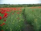 SK5244 : Footpath through oilseed rape field - via Daymix