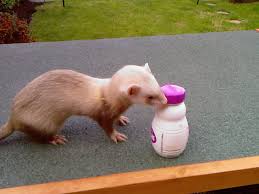 Sandy jill ferret for sale Manchester - Reptile Forums - Photo-0023