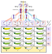 Heredity - Wikipedia, the free encyclopedia