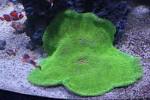 File:Unidentified organisms in Tropicarium-Oceanarium Budapest 03 - via Daymix