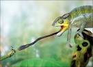 The Chameleon