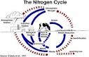 Nitrogen | Ag 101 | Agriculture | US EPA