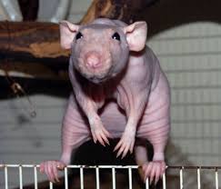Nakenråtta