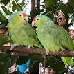 Red-lored Amazon - Wikipedia, the free encyclopedia