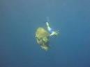 Lights out! Turtle nesting season underway - Worldnews.